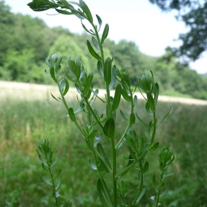 Photographie n°2158620 du taxon Lythrum hyssopifolia L. [1753]