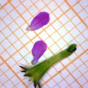 Photographie n°2158622 du taxon Lythrum hyssopifolia L. [1753]