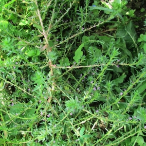 Photographie n°2158624 du taxon Lythrum hyssopifolia L. [1753]