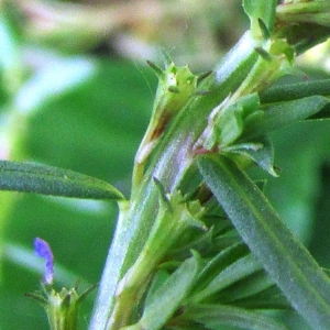 Photographie n°2158628 du taxon Lythrum hyssopifolia L. [1753]