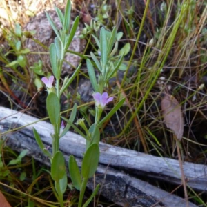 Photographie n°2158629 du taxon Lythrum hyssopifolia L. [1753]