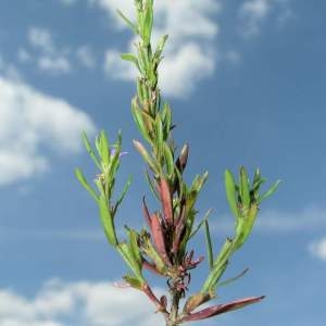 Photographie n°2158631 du taxon Lythrum hyssopifolia L. [1753]