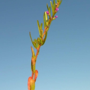 Photographie n°2158632 du taxon Lythrum hyssopifolia L. [1753]