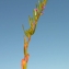  La Spada Arturo - Lythrum hyssopifolia L. [1753]