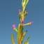  La Spada Arturo - Lythrum hyssopifolia L. [1753]