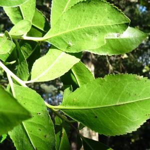 Photographie n°2158654 du taxon Arbutus unedo L. [1753]