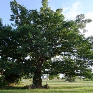 Photographie n°2158655 du taxon Quercus robur L. [1753]