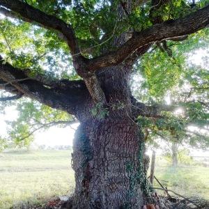 Photographie n°2158656 du taxon Quercus robur L. [1753]