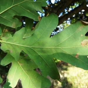 Photographie n°2158662 du taxon Quercus robur L. [1753]