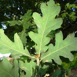 Photographie n°2158664 du taxon Quercus robur L. [1753]