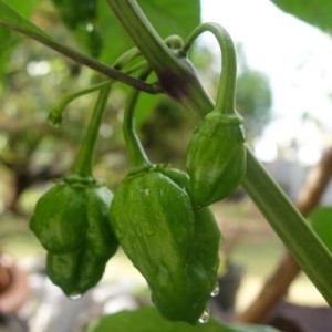 Photographie n°2158678 du taxon Capsicum annuum L.