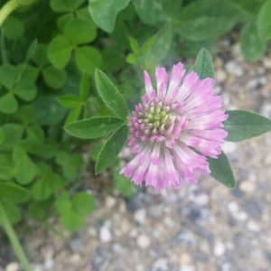 Photographie n°2158730 du taxon Trifolium medium L. [1759]