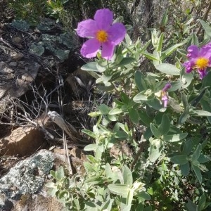 Photographie n°2158774 du taxon Cistus albidus L. [1753]