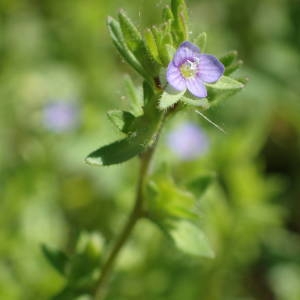 Photographie n°2158869 du taxon Veronica arvensis L. [1753]