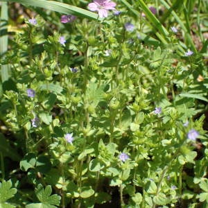 Photographie n°2158870 du taxon Veronica arvensis L. [1753]