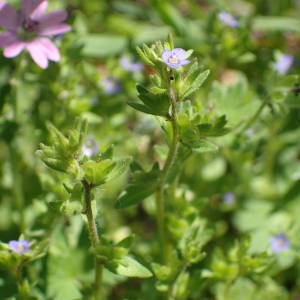 Photographie n°2158874 du taxon Veronica arvensis L. [1753]