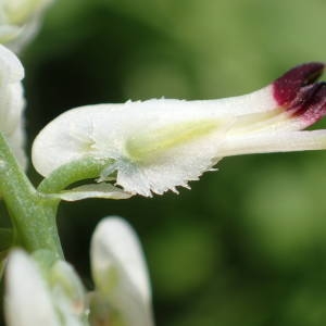 Photographie n°2158879 du taxon Fumaria capreolata L. [1753]