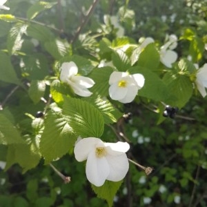  - Rhodotypos scandens (Thunb.) Makino [1913]