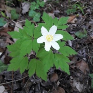 Photographie n°2158889 du taxon Anemone nemorosa L. [1753]