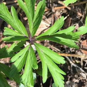 Photographie n°2158928 du taxon Anemone ranunculoides L. [1753]