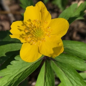 Photographie n°2158929 du taxon Anemone ranunculoides L. [1753]