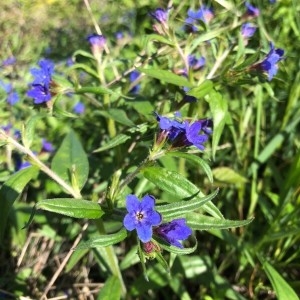 Photographie n°2158940 du taxon Buglossoides purpurocaerulea (L.) I.M.Johnst. [1954]