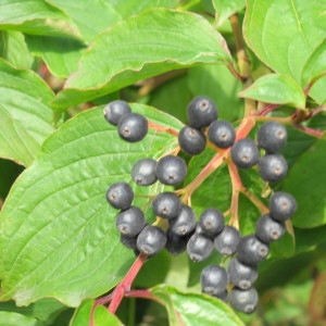 Photographie n°2158941 du taxon Cornus sanguinea L. [1753]