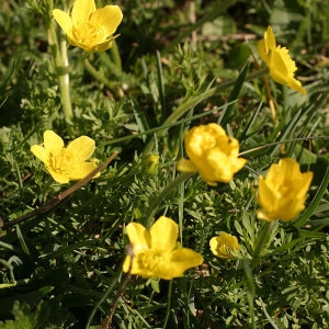 Photographie n°2158959 du taxon Ranunculus millefoliatus Vahl [1791]