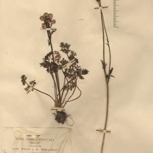 Photographie n°2158960 du taxon Ranunculus millefoliatus Vahl [1791]