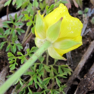 Ranunculus millefoliatus Vahl (Bouton-d'or à mille feuilles)