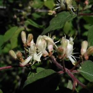 Photographie n°2158997 du taxon Lonicera xylosteum L. [1753]