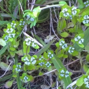 Photographie n°2159062 du taxon Valerianella locusta (L.) Laterr. [1821]