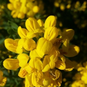 Photographie n°2159063 du taxon Coronilla valentina L. [1753]