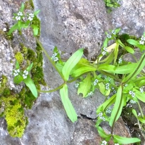 Photographie n°2159066 du taxon Valerianella locusta (L.) Laterr. [1821]