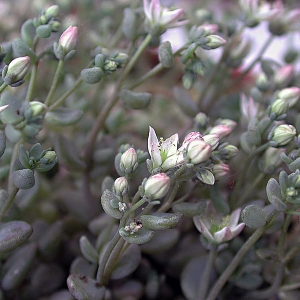 Photographie n°2159071 du taxon Sedum dasyphyllum L. [1753]
