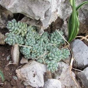 Photographie n°2159076 du taxon Sedum dasyphyllum var. glanduliferum (Guss.) Moris [1843]