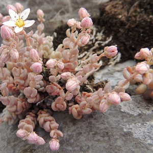 Photographie n°2159092 du taxon Sedum dasyphyllum L. [1753]