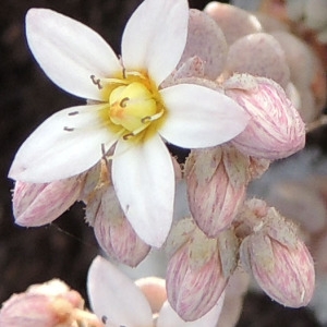 Photographie n°2159097 du taxon Sedum dasyphyllum L. [1753]