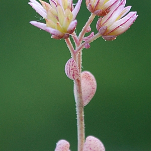 Photographie n°2159107 du taxon Sedum dasyphyllum L. [1753]