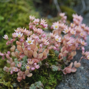Photographie n°2159109 du taxon Sedum dasyphyllum L. [1753]