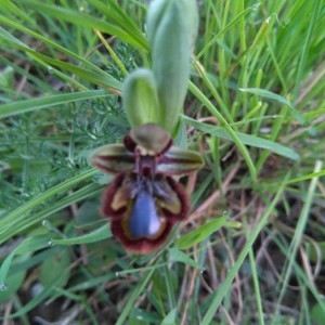 Photographie n°2159116 du taxon Ophrys speculum Link [1799]