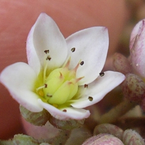 Photographie n°2159126 du taxon Sedum dasyphyllum L. [1753]
