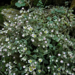 Photographie n°2159129 du taxon Sedum dasyphyllum L. [1753]
