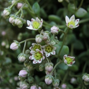 Photographie n°2159130 du taxon Sedum dasyphyllum L. [1753]