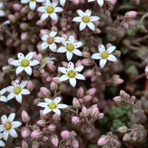 Photographie n°2159133 du taxon Sedum dasyphyllum L. [1753]