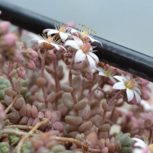 Photographie n°2159135 du taxon Sedum dasyphyllum L. [1753]