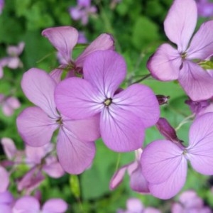 Photographie n°2159139 du taxon Lunaria annua L. [1753]