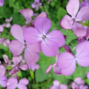 Photographie n°2159140 du taxon Lunaria annua L. [1753]