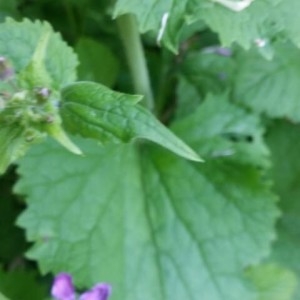 Photographie n°2159141 du taxon Lunaria annua L. [1753]