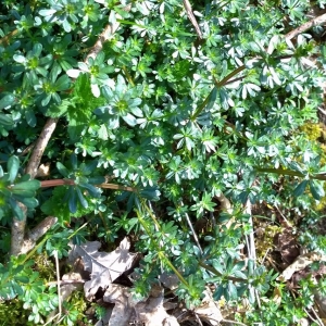 Photographie n°2159145 du taxon Galium mollugo L. [1753]